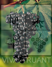 Foto di un grappolo d'uva di Franconia (Blaufr&auml;nkisch)